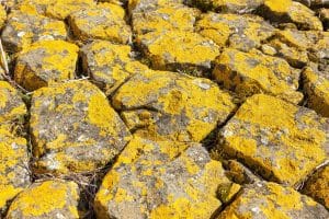 Cadangan uranium Sebanyak Puluhan Ribu Ton Ditemukan Di Kalimantan Barat