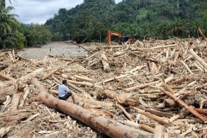 Ribuan Kayu Terbawa Arus Banjir di Sumut: Diduga Jejak Penebangan Liar di Kawasan Hulu