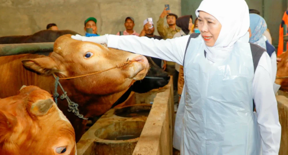 https://beritaadikara.com/khofifah-pastikan-stok-hewan-kurban-jawa-timur-aman-dan-sehat-jelang-idul-adha-2026/