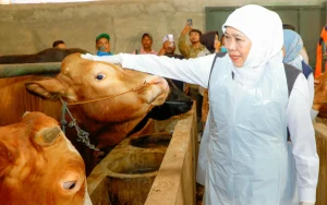 Khofifah Pastikan Stok Hewan Kurban Jawa Timur Aman dan Sehat Jelang Idul Adha 2026