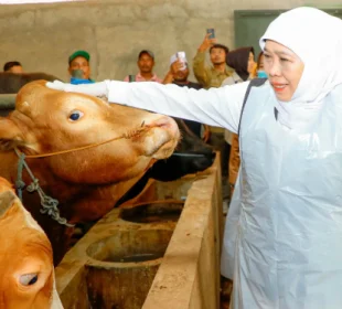 https://beritaadikara.com/khofifah-pastikan-stok-hewan-kurban-jawa-timur-aman-dan-sehat-jelang-idul-adha-2026/