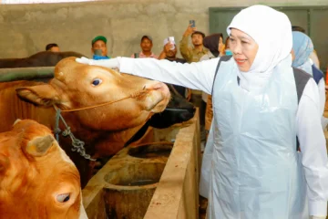 https://beritaadikara.com/khofifah-pastikan-stok-hewan-kurban-jawa-timur-aman-dan-sehat-jelang-idul-adha-2026/