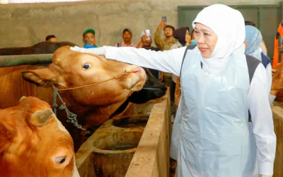 https://beritaadikara.com/khofifah-pastikan-stok-hewan-kurban-jawa-timur-aman-dan-sehat-jelang-idul-adha-2026/