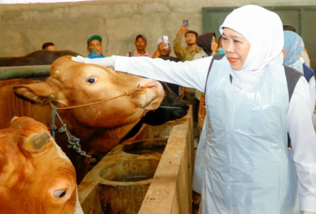 https://beritaadikara.com/khofifah-pastikan-stok-hewan-kurban-jawa-timur-aman-dan-sehat-jelang-idul-adha-2026/
