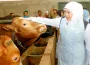 https://beritaadikara.com/khofifah-pastikan-stok-hewan-kurban-jawa-timur-aman-dan-sehat-jelang-idul-adha-2026/