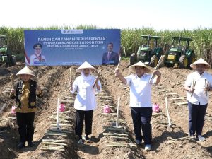 https://beritaadikara.com/pemerintah-dorong-produktivitas-tebu-dan-perkuat-swasembada-gula-nasional-lewat-bongkar-ratoon-tebu/
