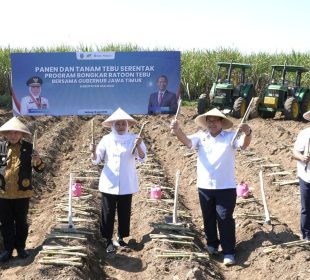 https://beritaadikara.com/pemerintah-dorong-produktivitas-tebu-dan-perkuat-swasembada-gula-nasional-lewat-bongkar-ratoon-tebu/