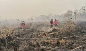 Indonesia Darurat Karhutla, Kebakaran Meluas dan Ancaman Asap Mengintai Sejumlah Wilayah