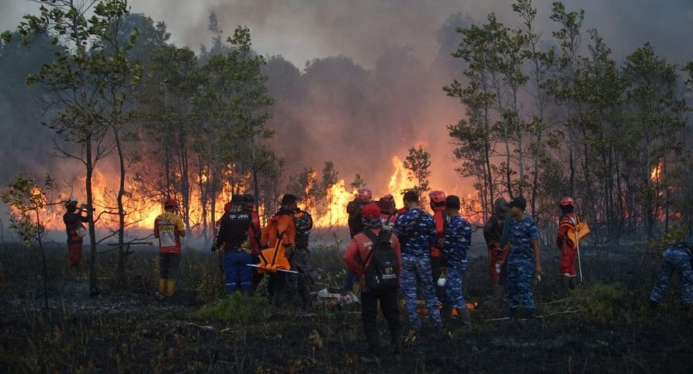 Karhutla Kalimantan Mengancam Keanekaragaman Hayati, Orangutan hingga Ekosistem Gambut Terus Tertekan