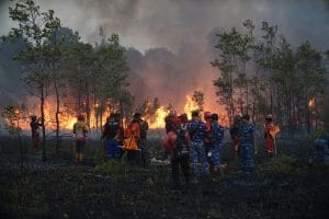 Karhutla Kalimantan Mengancam Keanekaragaman Hayati, Orangutan hingga Ekosistem Gambut Terus Tertekan