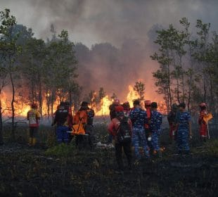 Karhutla Kalimantan Mengancam Keanekaragaman Hayati, Orangutan hingga Ekosistem Gambut Terus Tertekan