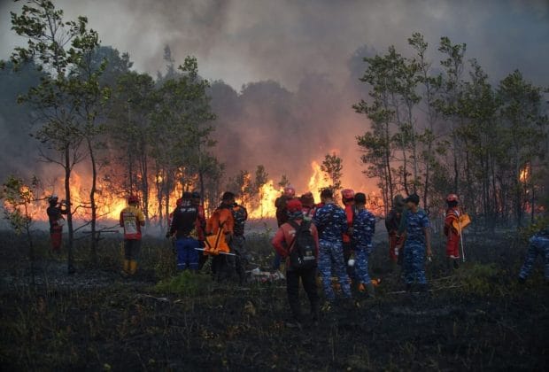 Karhutla Kalimantan Mengancam Keanekaragaman Hayati, Orangutan hingga Ekosistem Gambut Terus Tertekan